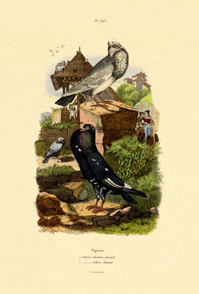 Pigeons by French School